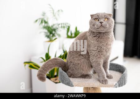 Niedliches Haustier auf Katzenbaum zu Hause. Britische graue Katze Stockfoto
