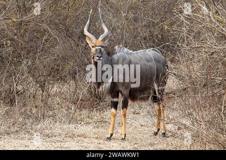 Nyala, männlich, Majete Wildlife Reserve, Malawi Stockfoto