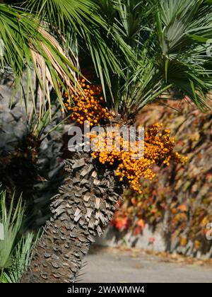 Palm-Baum-Früchte Stockfoto