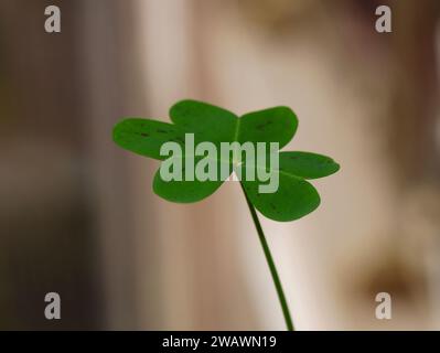 Bermuda-Butterblume (oxalis pes-caprae) Stockfoto