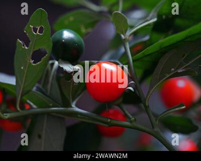 Jerusalem-Kirsche (solanum pseudo capsicum) Stockfoto