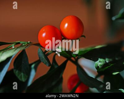 Jerusalem-Kirsche (solanum pseudo capsicum) Stockfoto