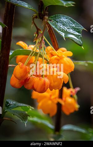 Darwins Berberitze (berberis darwinii) Blüten. Stockfoto