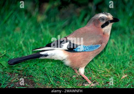 Jay Garrulus glandarius auf Gras in einem Park England Stockfoto