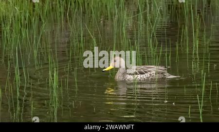 Chilenischer pintail (Anas georgica spinicauda), Patagonien, Argentinien Stockfoto