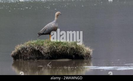 Berggans weiblich (Chloephaga picta) im Flug, Patagonien, Argentiina Stockfoto