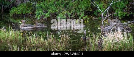 Chilenischer pintail (Anas georgica spinicauda), Patagonien, Argentinien Stockfoto