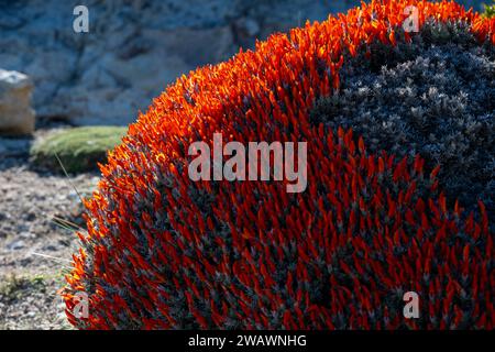 Scharlach oder Feuerzungenbusch, (Anarthrophyllum desideratum), El Calafate, Patagonien, Argentinien Stockfoto