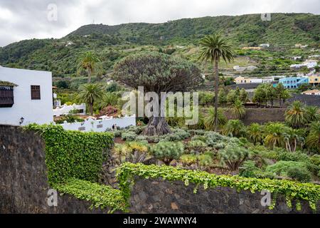 Drago oder Drago Milenario, Drago de Icod de los Vinos (Dracaena draco) Drachenbaum im Parque del Drago, Teneriffa, Spanien Stockfoto