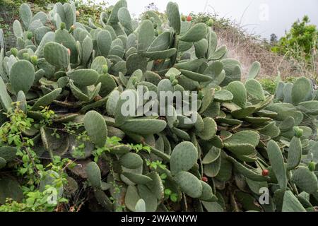 Große wilde Opuntia oder Kaktus aus Kaktus oder Kaktus aus Kaktus Stockfoto