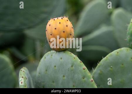 Orangenfrucht von wildem Opuntia (Opuntia Ficus-indica) oder Feigenkaktus oder Birnenkaktus Stockfoto