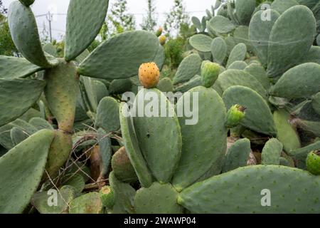 Orangenfrucht von wildem Opuntia (Opuntia Ficus-indica) oder Feigenkaktus oder Birnenkaktus Stockfoto