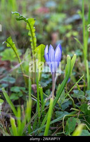 Einzelne blühende violette Krokusblüte im Frühling. Violette Krokusblume, violette Krokusblume Stockfoto