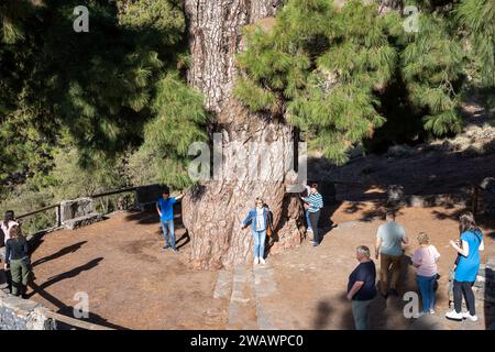 Vilaflor, Teneriffa, Spanien - 04.12.2023: Touristen in Pino Gordo, der größten kanarischen Kiefer (Pinus canariensis) der Welt Stockfoto