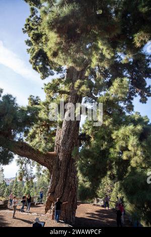 Vilaflor, Teneriffa, Spanien - 04.12.2023: Touristen in Pino Gordo, der größten kanarischen Kiefer (Pinus canariensis) der Welt Stockfoto