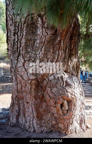 Pino Gordo, der größte kanarische Kiefer (Pinus canariensis) der Welt. Teneriffa, Spanien Stockfoto