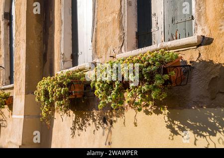 Im warmen Sonnenlicht hängen einige verwelkte Blumen an einer alten Ziegelmauer. Stockfoto