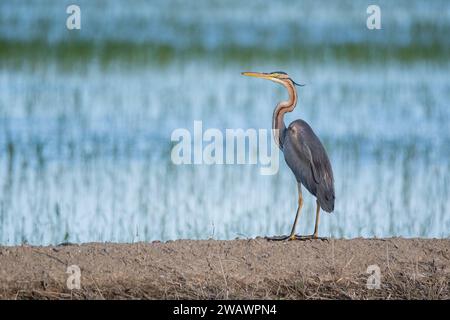 Purpurreiher, Ardea purpurea, auf einem Reisfeld, Ebro Delta, Katalonien, Spanien Stockfoto