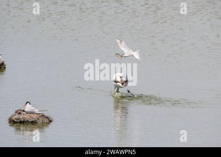 Seeschwalbe (Sterna hirundo) greift einen größeren Flamingo (Phoenicopterus roseus) an, weil er zu nah an seinem Nest war, Ebro Delta, Katalonien, Spanien Stockfoto