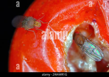 Kirsche drosophila genannt auch fleckenflügeldrosophila (Drosophila suzukii). Wirtschaftlich bedeutender Schädling verschiedener Früchte. Insekten auf einem befallenen tom Stockfoto