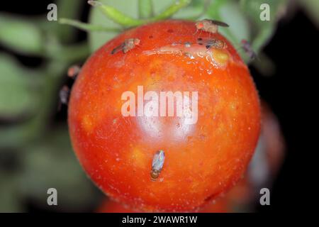 Kirsche drosophila genannt auch fleckenflügeldrosophila (Drosophila suzukii). Wirtschaftlich bedeutender Schädling verschiedener Früchte. Insekten auf einem befallenen tom Stockfoto