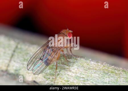 Kirsche drosophila genannt auch fleckenflügeldrosophila (Drosophila suzukii). Wirtschaftlich bedeutender Schädling verschiedener Früchte. Weiblich. Stockfoto