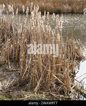 Bulrush oder Cattail bzw. Typha latifolia am Teich in Rheinland, Deutschland Stockfoto