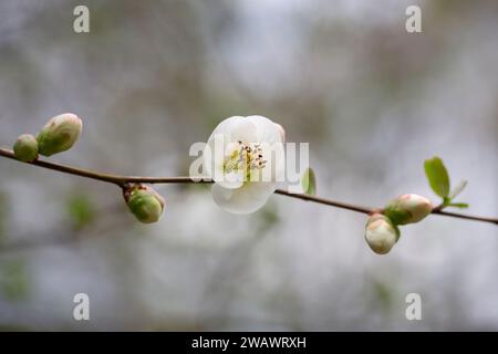 Weiße Blumen von japanischer Quince. Frühlingshintergrund mit Blumenmotiv Stockfoto