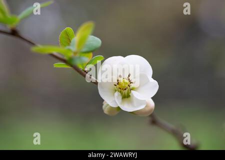 Weiße Blumen von japanischer Quince. Frühlingshintergrund mit Blumenmotiv Stockfoto