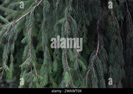 Zweig der europäischen Fichte oder Picea abies. Cultivar Virgata oder Schlangenzweig Fichte. Naturgrüner Hintergrund von Nadelzweigen. Stockfoto