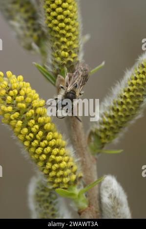 Natürliche vertikale Nahaufnahme einer männlichen Rotbauchmindernbiene, Andrena ventralis, auf gelben Pollen der Weide, Salix alba Stockfoto