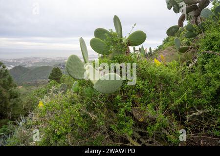 Grüne wilde Opuntia (Opuntia Ficus-indica) oder Feigenkaktus oder Birnenkaktus Stockfoto