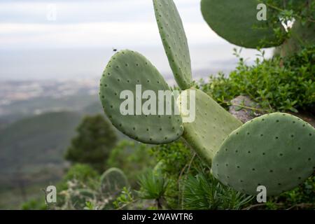 Grüne wilde Opuntia (Opuntia Ficus-indica) oder Feigenkaktus oder Birnenkaktus Stockfoto