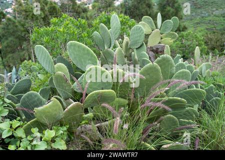 Grüne wilde Opuntia (Opuntia Ficus-indica) oder Feigenkaktus oder Birnenkaktus Stockfoto