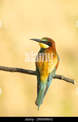 Bienenfresser (Merops apiaster) auf einem Ast sitzend, dorsale Ansicht, Rheinland-Pfalz, Deutschland Stockfoto