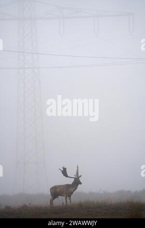 Damhirsch (Cervus dama), männlich, Elektromast, Hessen, Deutschland Stockfoto