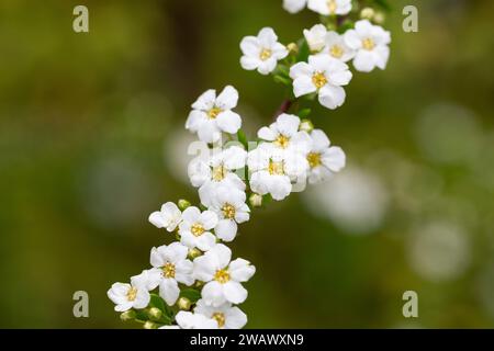 Garland Spiraea .Thunberg Spiraea thunbergii Busch in der Blüte. Hintergrund der weißen Blüten. Spiraea cinerea blüht im Sommer. Frühling blüht mit vielen Stockfoto