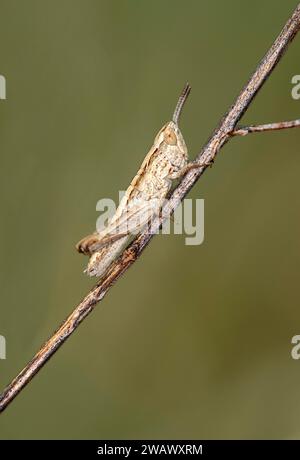 Nymphe der Grashüpfer (Pseudochorthippus parallelus), Wallis, Schweiz Stockfoto