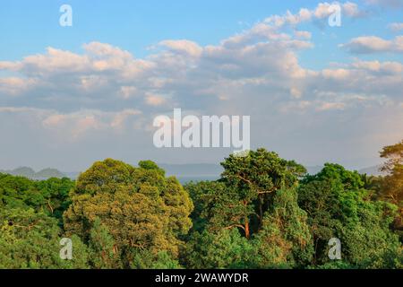 Blick von oben auf den Dschungel, wunderschönes türkisfarbenes Meer auf der tropischen Insel. Konzept von Reisen, Entspannung, Urlaub. Stockfoto