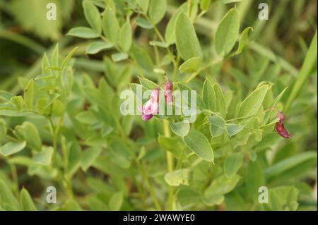 Natürliche Nahaufnahme der kleinen Blume der schwarzen, schwärzenden Flacherbse oder der schwarzen Bitterwicke Lathyrus niger Stockfoto
