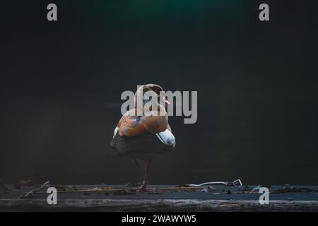 Ägyptische Gans (Alopochen aegyptiaca), ein einzelner Vogel steht auf einem Bein auf dunklem Hintergrund am See, Max-Eyth-See, Stuttgart Stockfoto