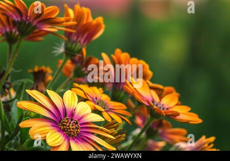 Nahaufnahme von orange-gelben Blumen, Sonnenblume, Balkonpflanze, gelb mit verschwommenem Hintergrund Stockfoto