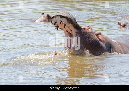 Ein Nilpferd öffnet seinen Mund weit im Wasser, Gamedrive, Dustembrookfarm, Namibia Stockfoto