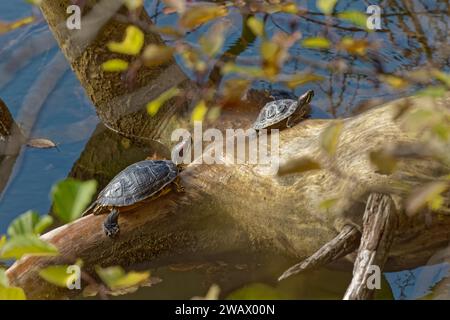 Zwei Rotohrschildkröten, Reptilien, Schildkröten, die sich auf einem Baumstamm im Wasser sonnen, Baerensee, Stuttgart, Baden-Württemberg, Deutschland Stockfoto