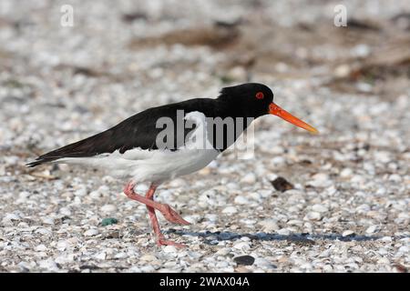 Eurasischer Austernfänger (Haematopus ostralegus), erwachsener Vogel, der über Muscheln am Strand spaziert, Nationalpark Niedersächsisches Wattenmeer, Ostfriesisch Stockfoto