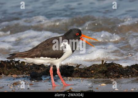 Eurasischer Austernfänger (Haematopus ostralegus), aufgeregter Erwachsenvogel in der Brandung, Nationalpark Niedersächsisches Wattenmeer, Ostfriesische Inseln, Niedere Stockfoto