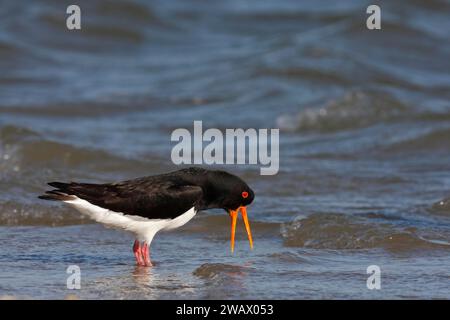 Eurasischer Austernfänger (Haematopus ostralegus), aufgeregter Erwachsenvogel im Wasser, Nationalpark Niedersächsisches Wattenmeer, Ostfriesische Inseln, Niedere Stockfoto