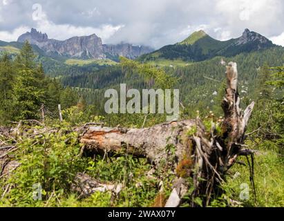 Dolomiten Berge mit entwurzeltem Baum- und Lärchenwald Stockfoto