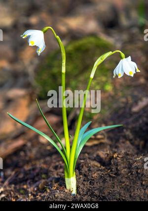 Frühlingsschneeflockenblumen in lateinischer Leucojum vernum Stockfoto