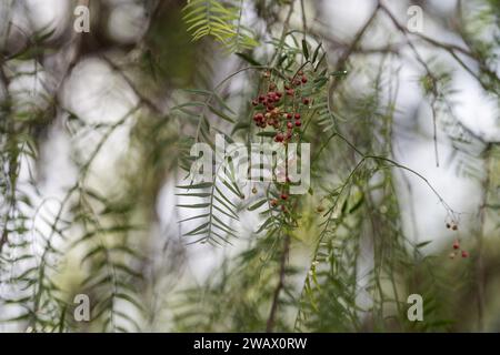 Shinus-Pfefferzweige aus der Nähe, flacher Fokus Stockfoto